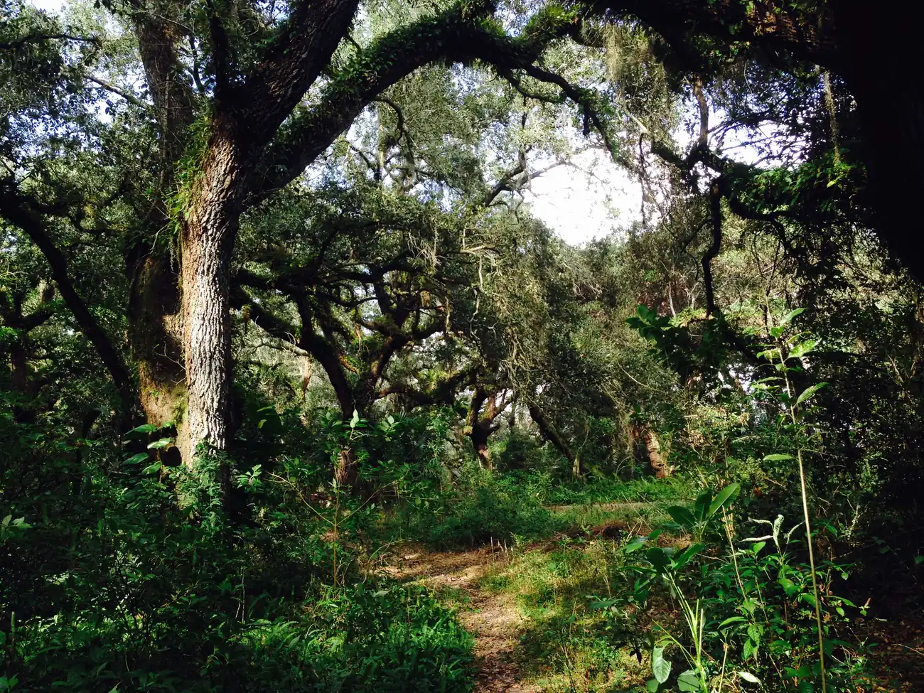 A shaded trail under live oaks in Davie.