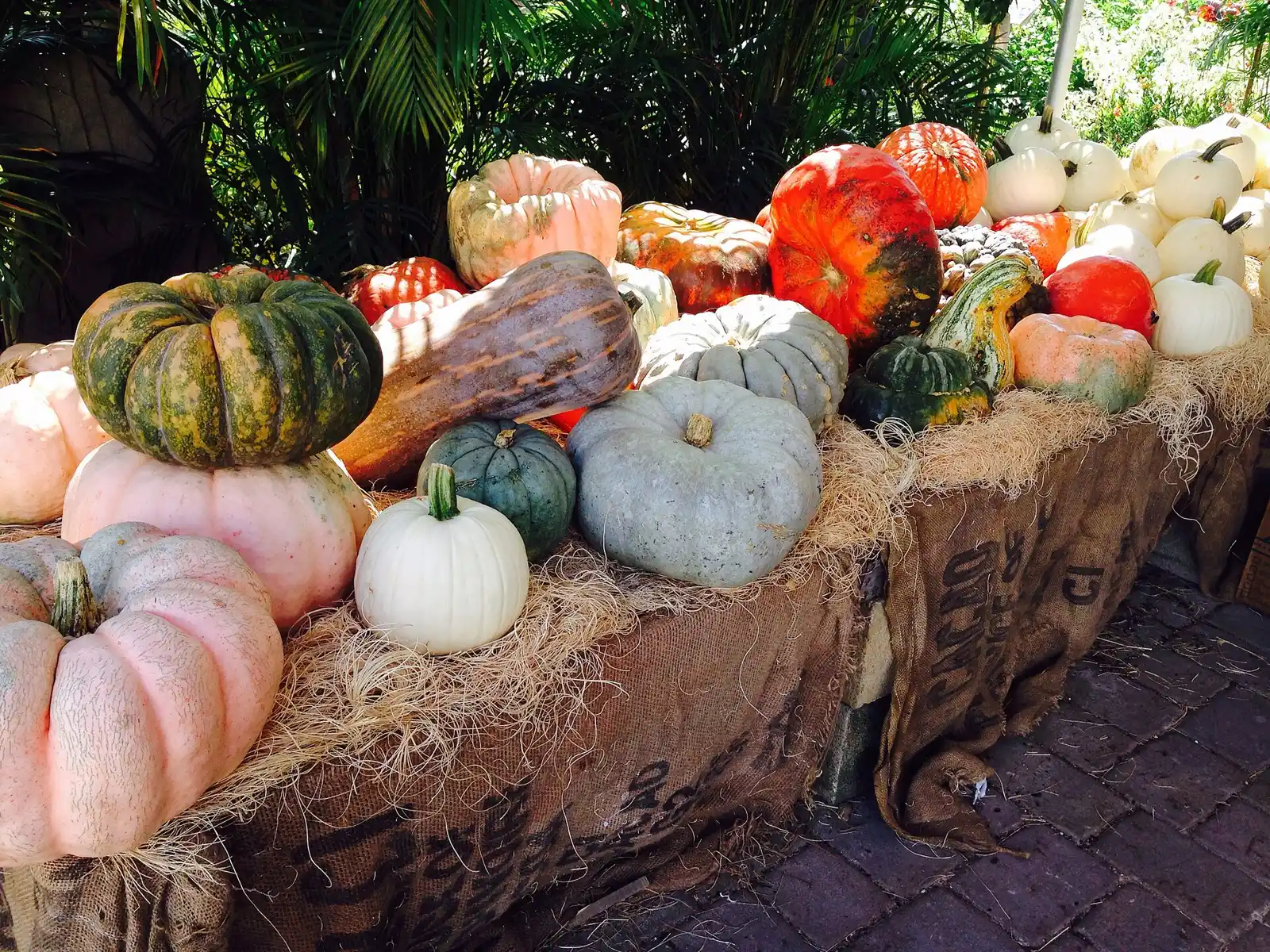 Pumpkins and gourds on hay bales for sale in Davie.