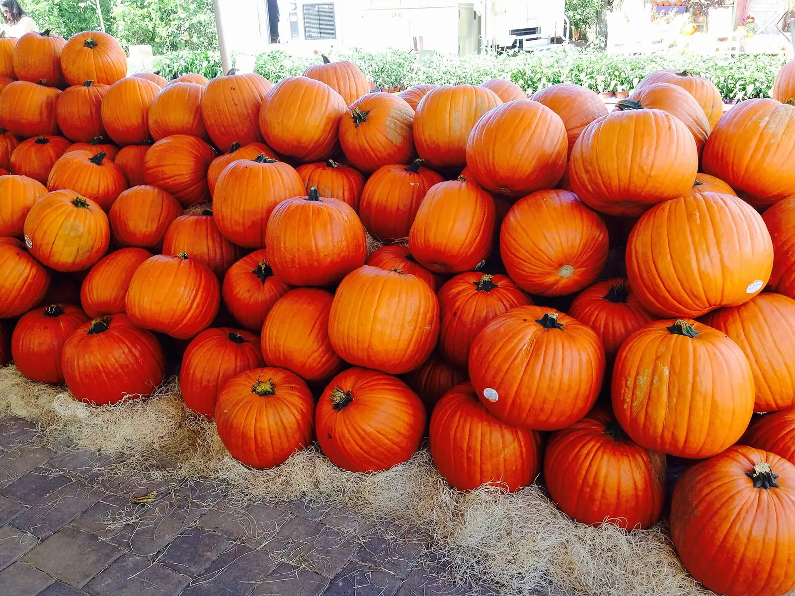 Pumpkins for sale in Davie.
