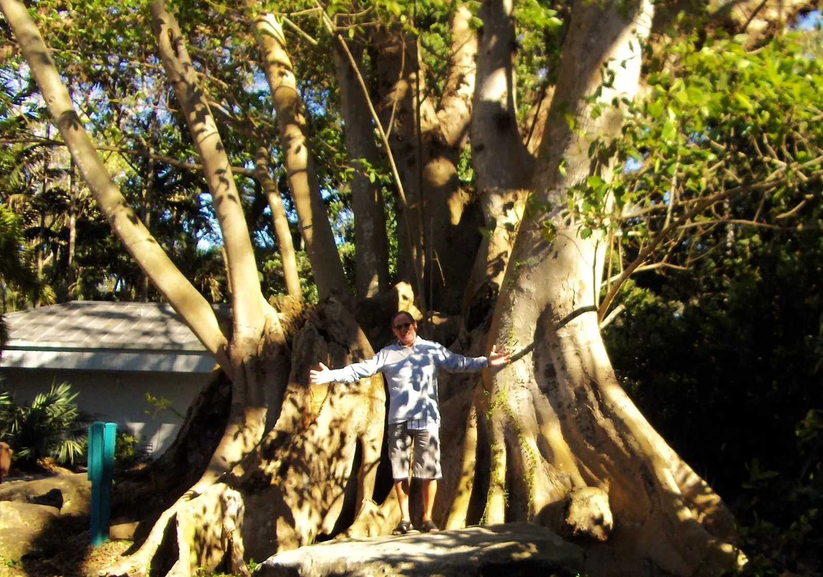 The roots and trunks of a giant tree at Flamingo Gardens in Davie.