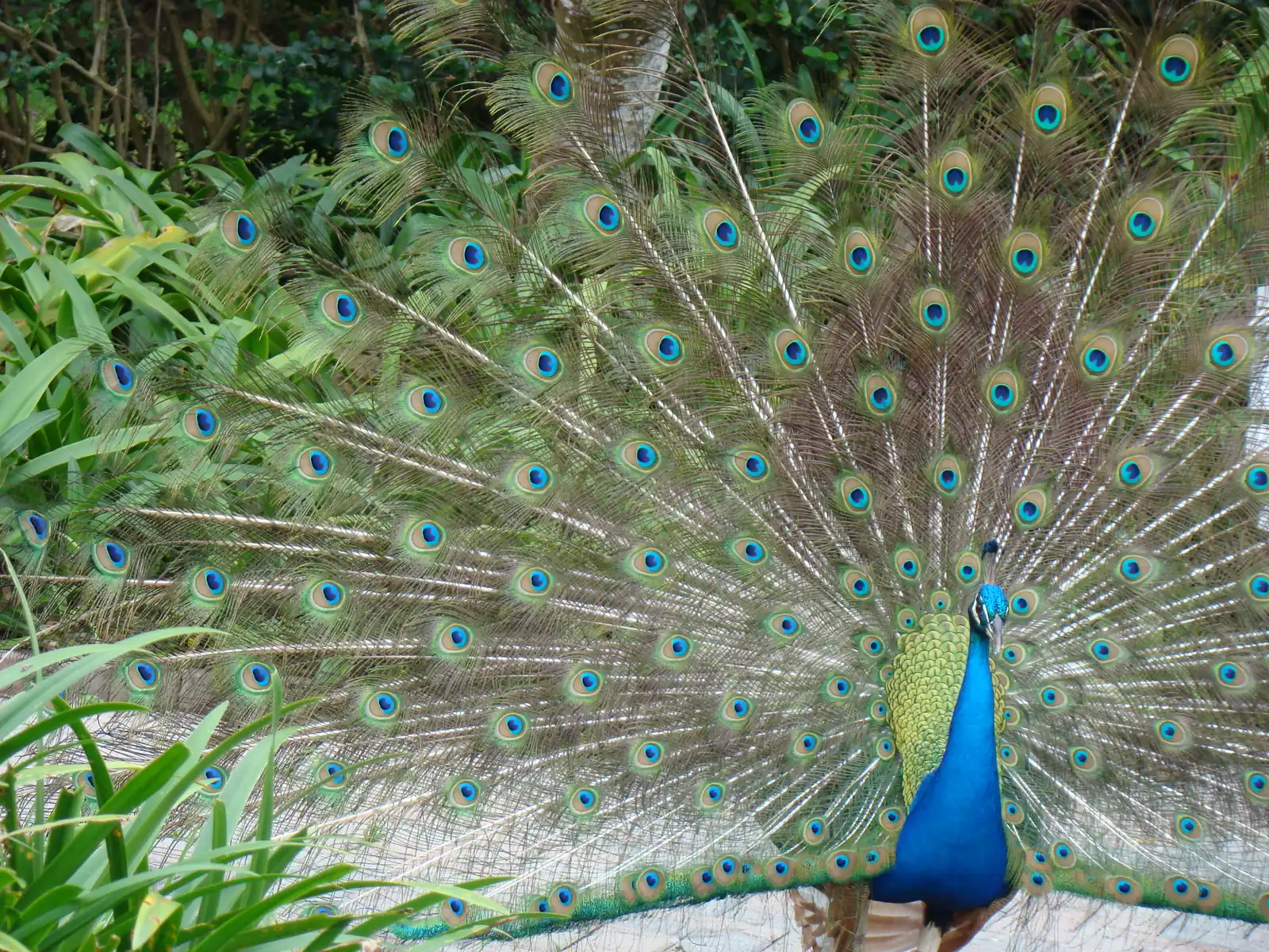 A male peacock on the grounds of Flamingo Gardens in Davie, home of the Winter Wonderland lights.