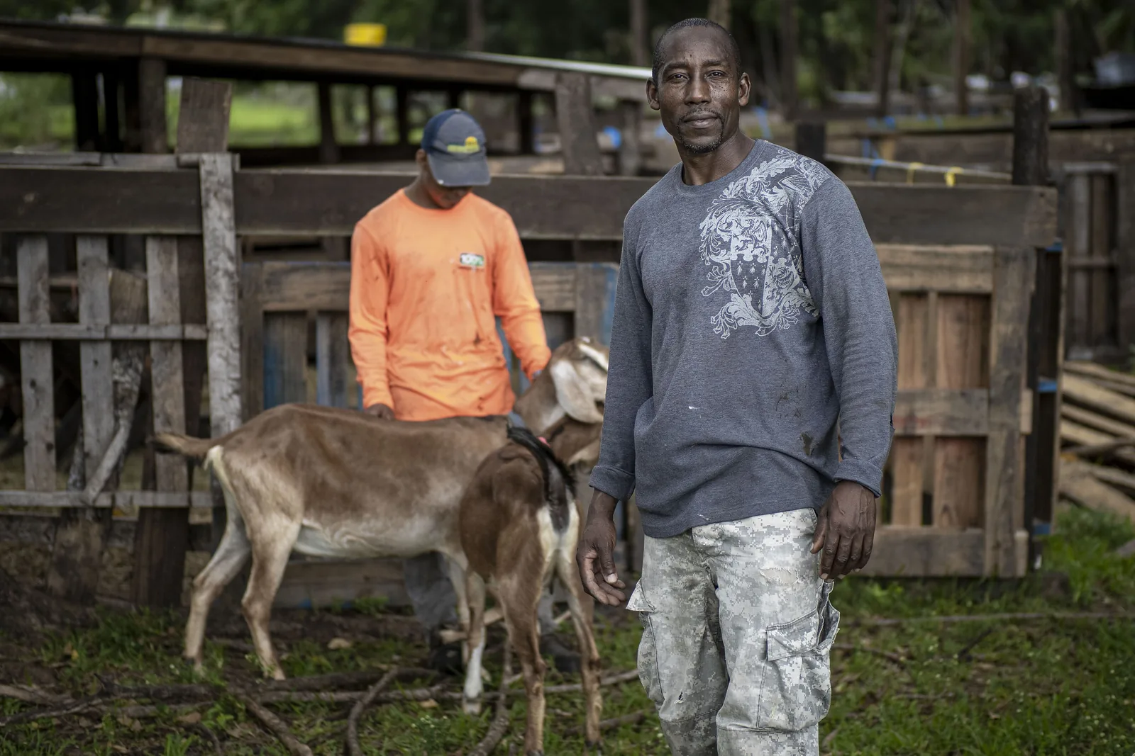 Goats and sheep on a farm in Davie.