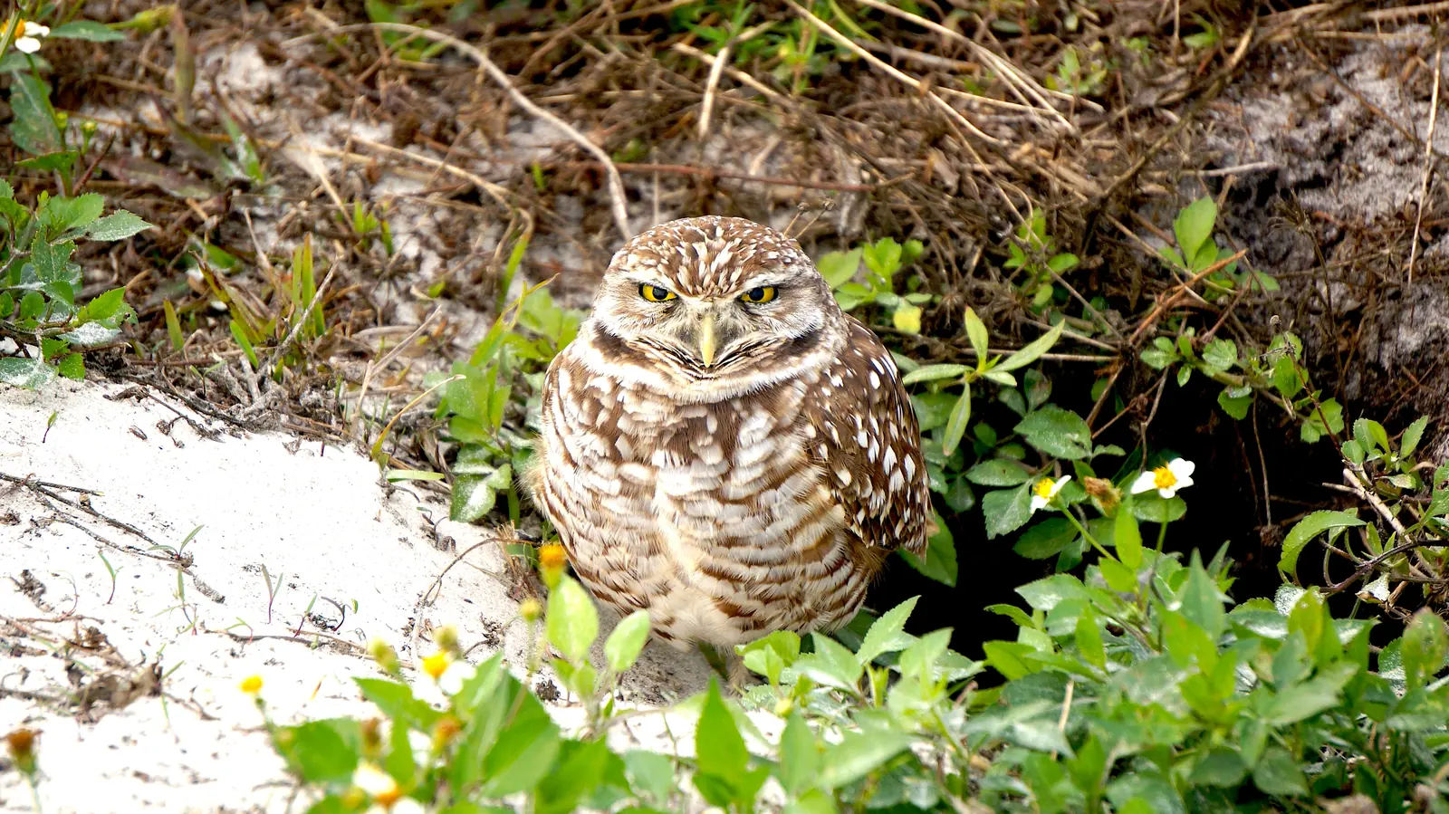 A burrowing owl at Vista View Park, the town park just northeast of the Ivanhoe area across Griffin Road.