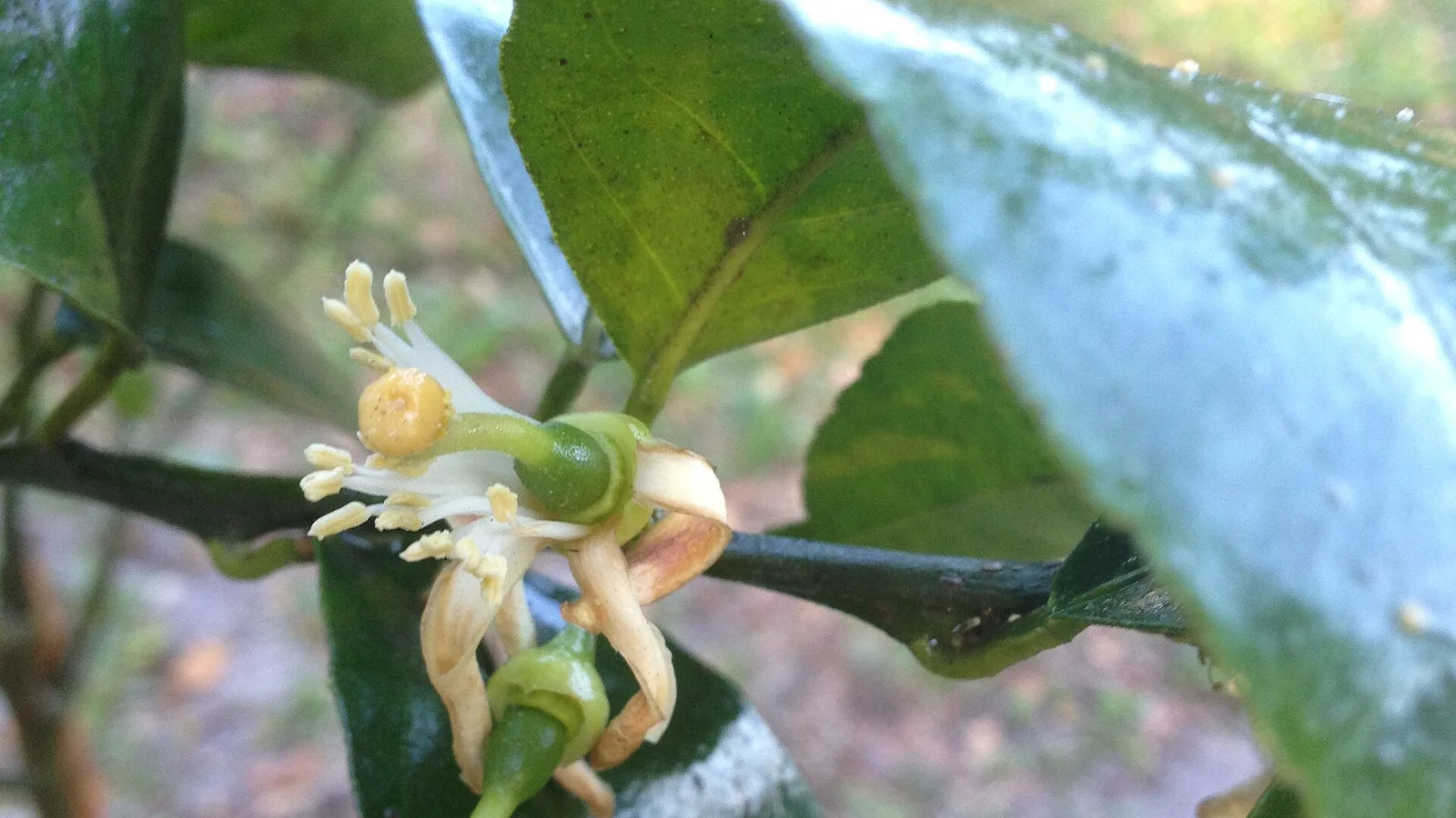 A citrus blossom on a lemon tree in Davie.