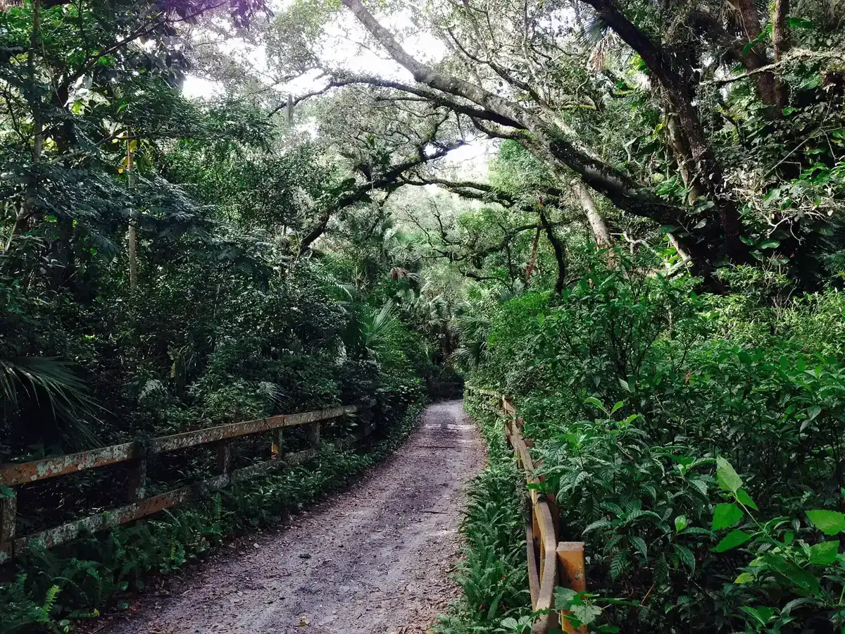 A shaded trail under oak trees in western Davie.