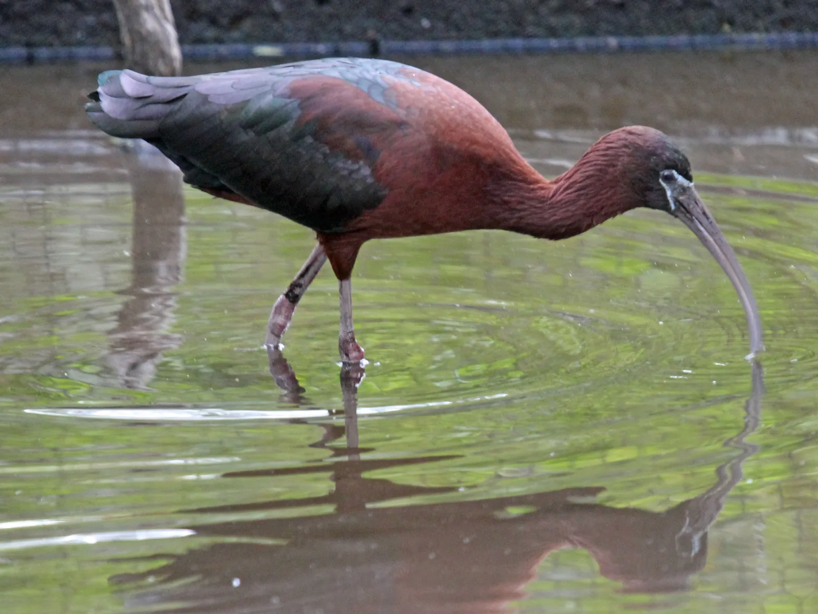 A glossy ibis at Flamingo Gardens in Davie.
