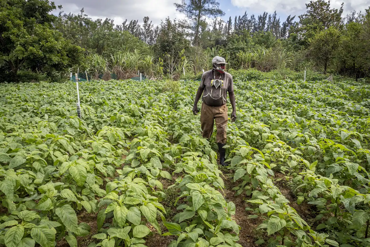 A farmer checks a callaloo crop on a farm in Davie.