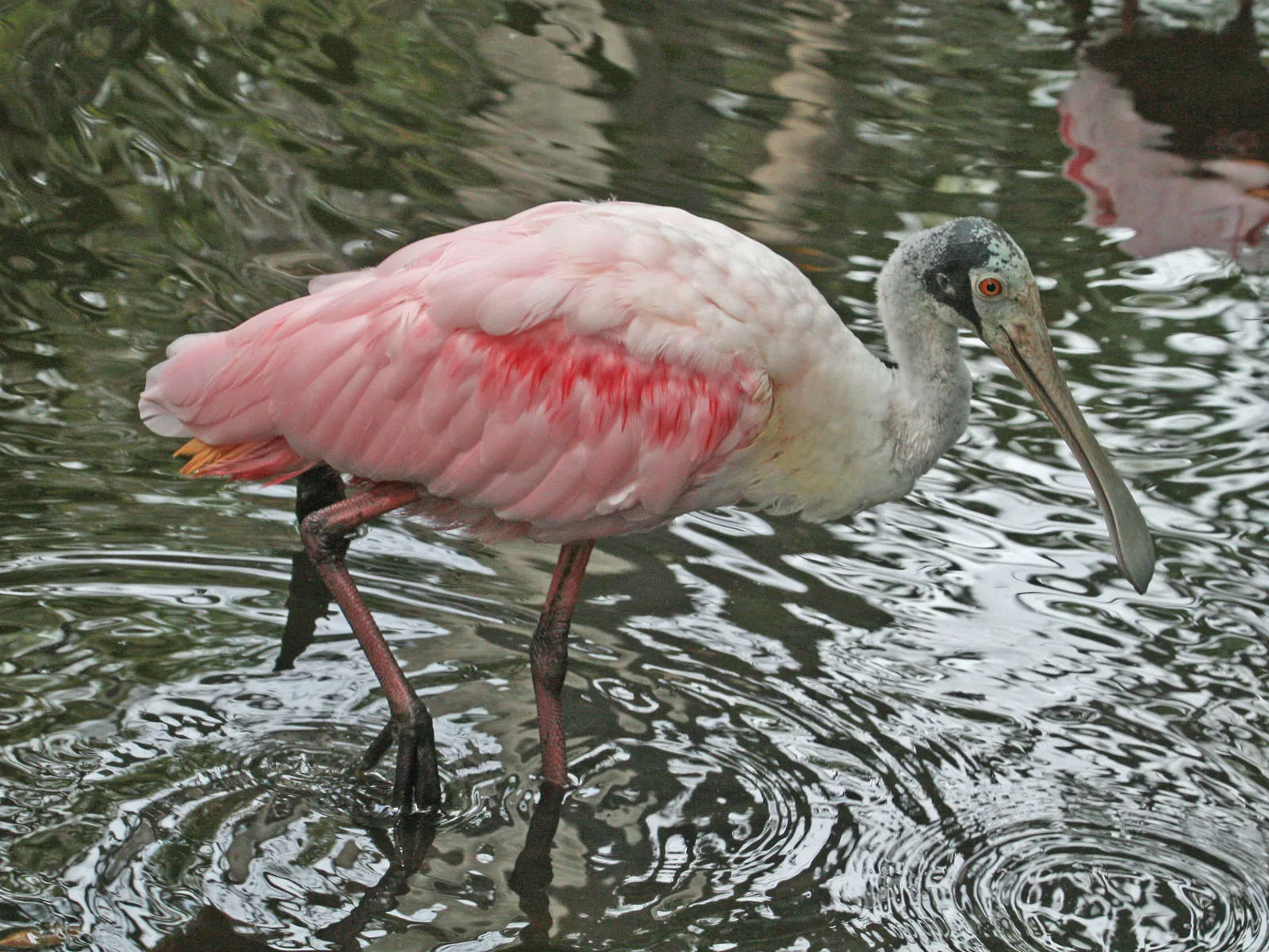 A roseate spoonbill at Flamingo Gardens in Davie.