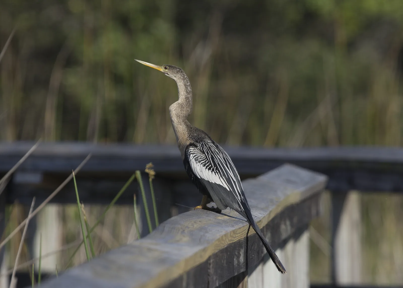 An anhinga perched on a boardwalk rail at Tree Tops Park in Davie.